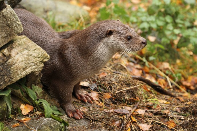 Кавказская выдра (Lutra Lutra meridionalis)