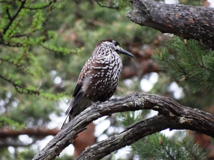 Кедровка Nucifraga caryocatactes Linnaeus,1758