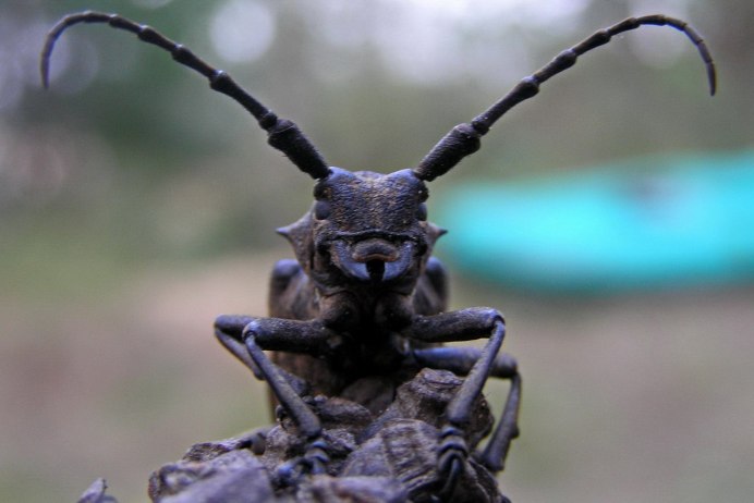 Dynastes Neptunus