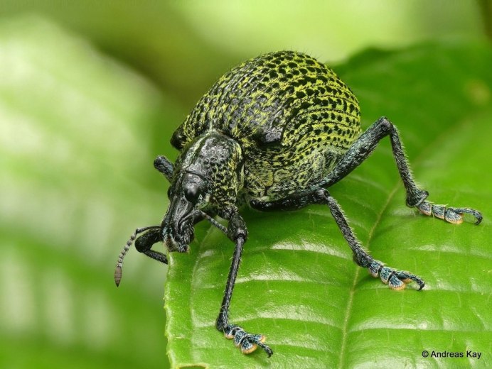 Жук Trachelophorus Giraffa