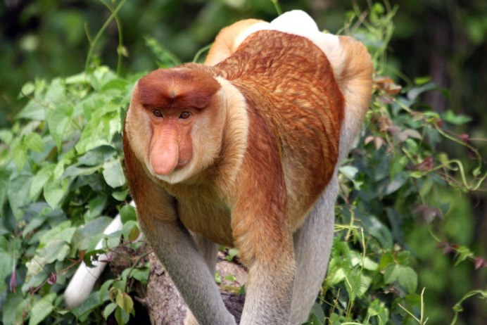Жук усач Acanthocinus aedilis