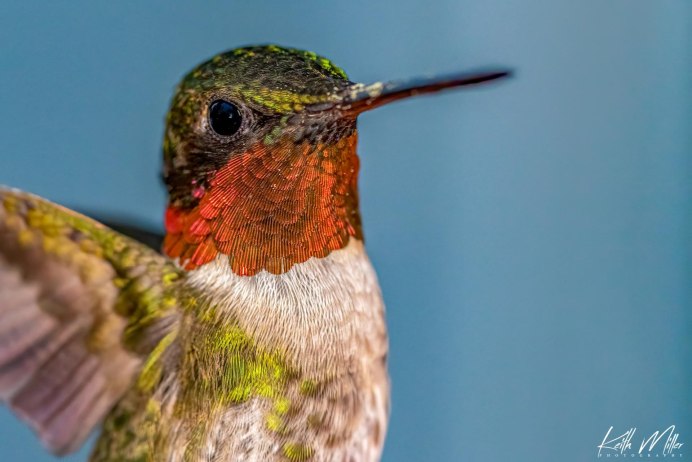 Jacklin Seed Audubon