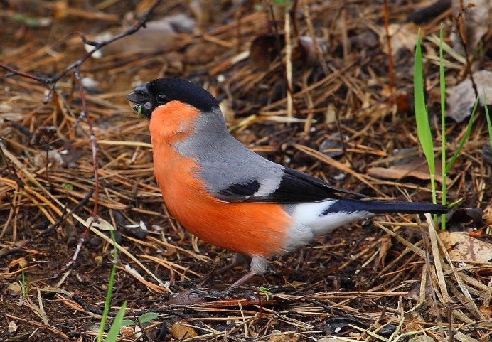 Loxigilla portoricensis