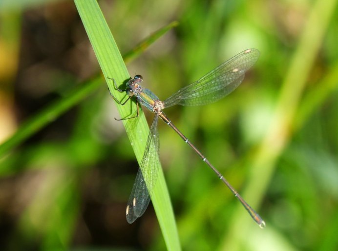 Стрекоза Calopteryx