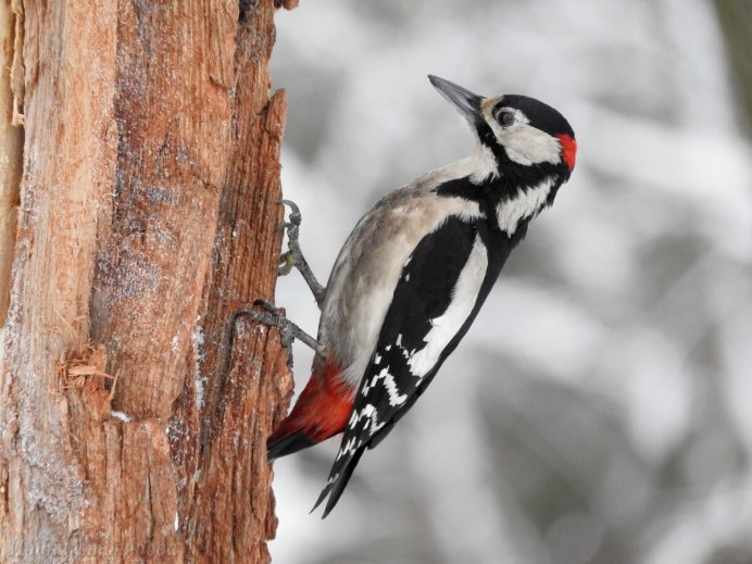 (Campephilus magellanicus) на английском