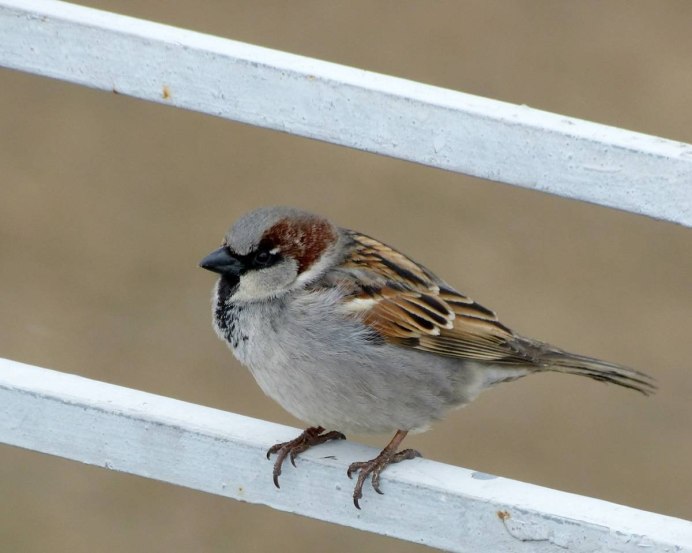 Воробей домовый passer domesticus