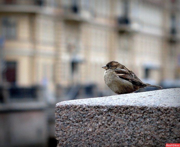 Полевой Воробей полевой Воробей