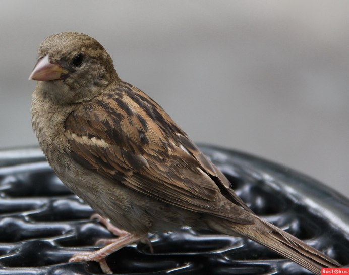 Городские птицы