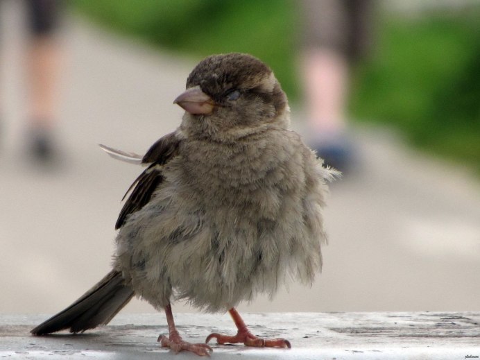 Домовый Воробей самец и самка