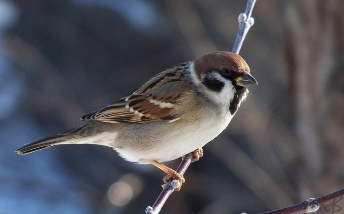 Полевой Воробей