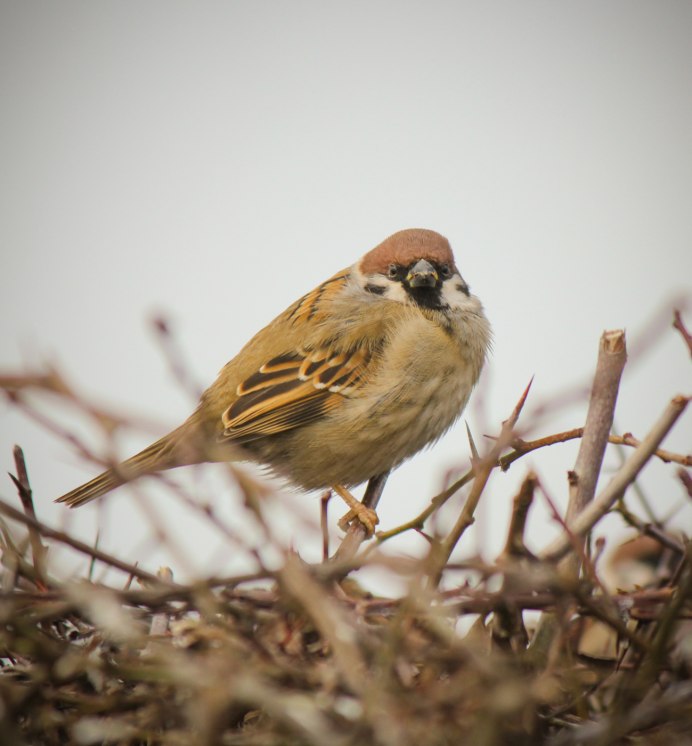 Воробей городской