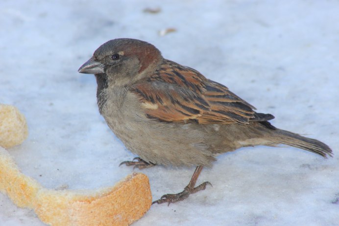 Воробей Стоянович