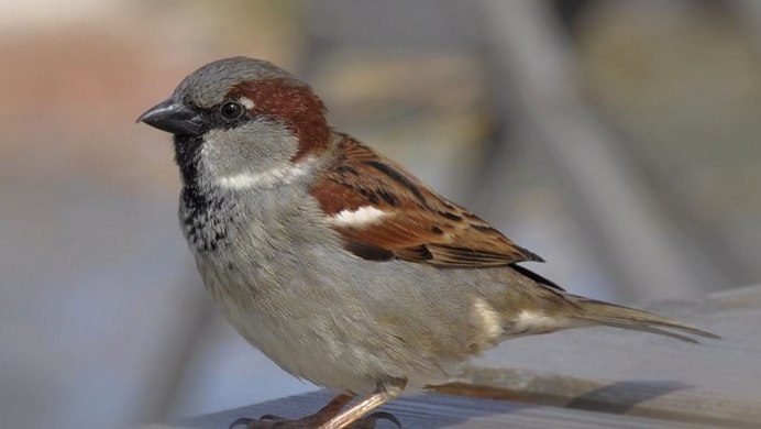 Домовой Воробей самец