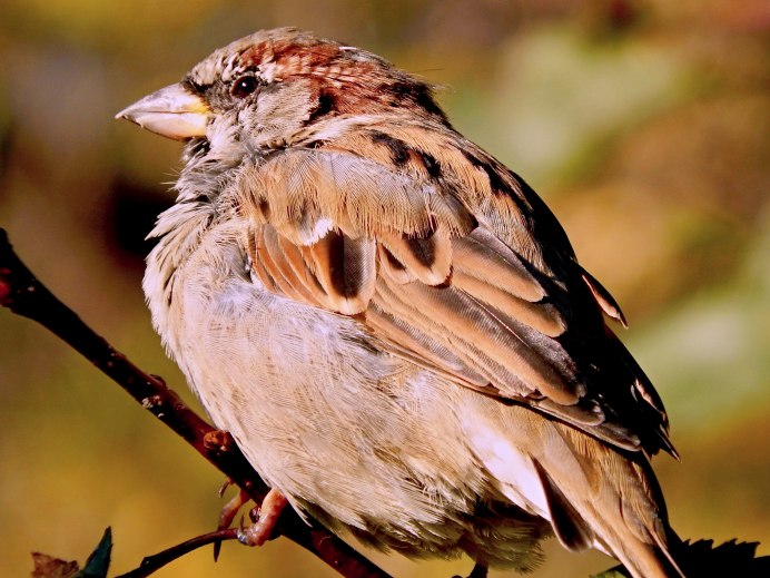 Домовый Воробей птицы