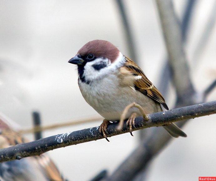 Воробей городской