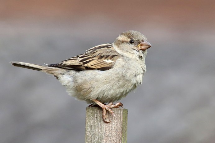 Птички в городе