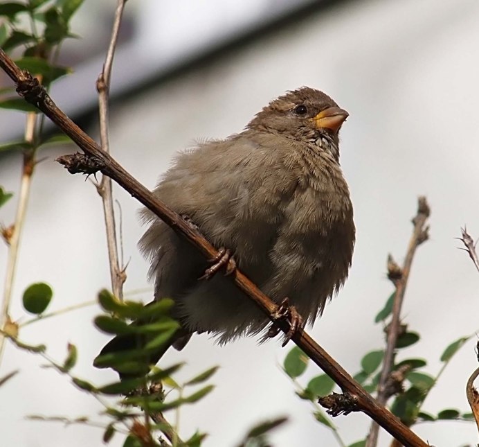 Домовый Воробей