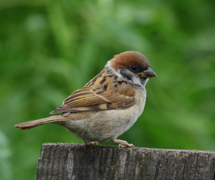 Молодой полевой Воробей