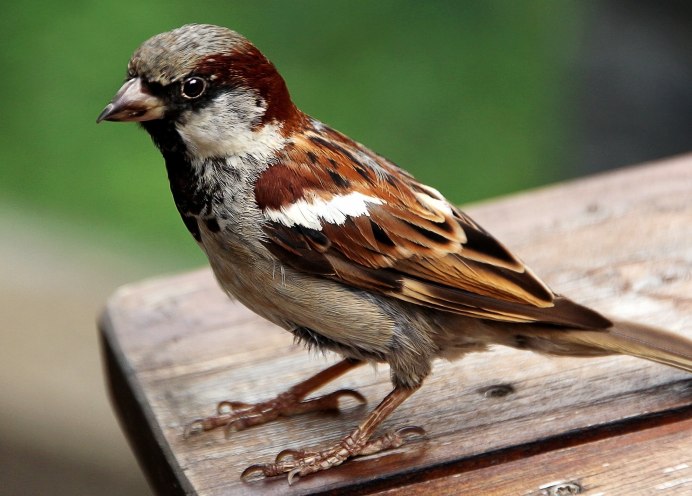 Воробей и воробышек