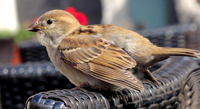 Домовый Воробей самец и самка