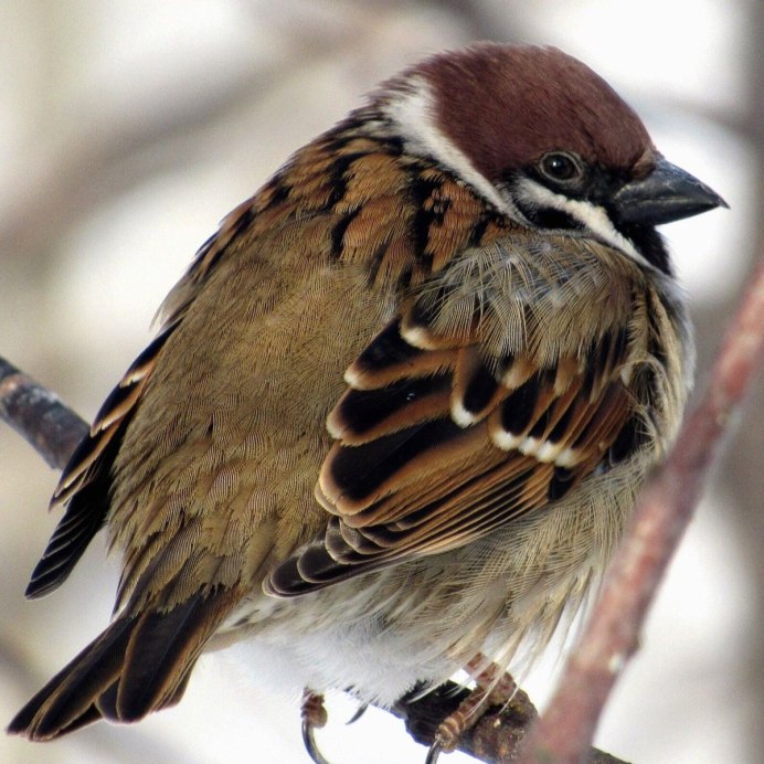 Полевой Воробей