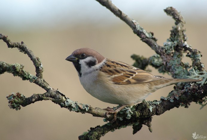 Красноголовый Воробей