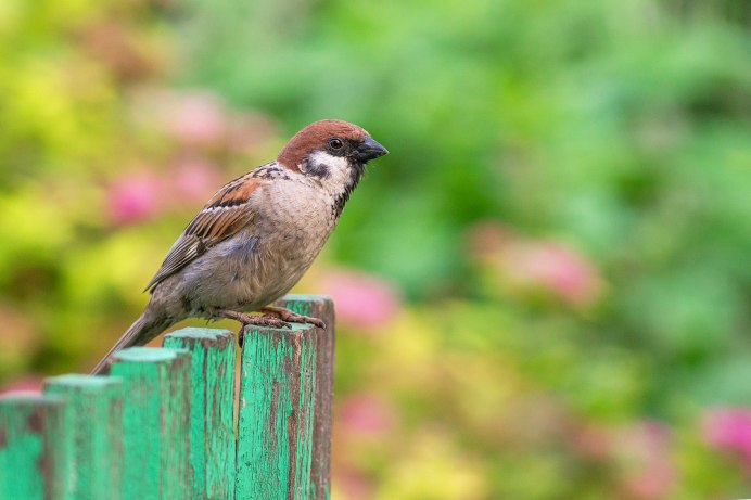Американский Воробей