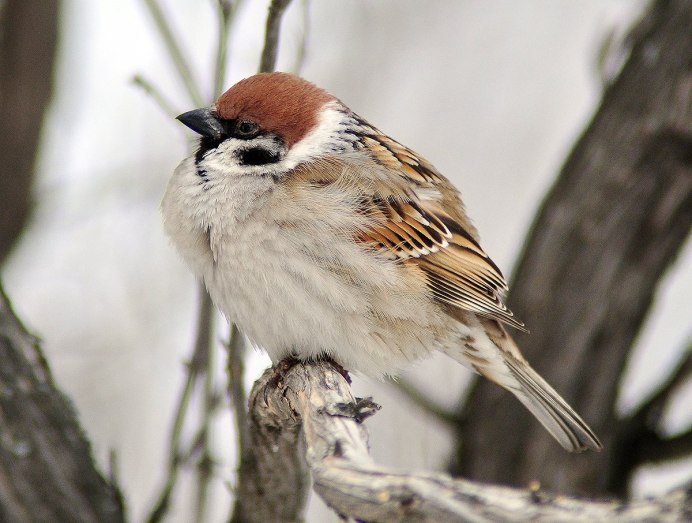 Воробей прикольные фото