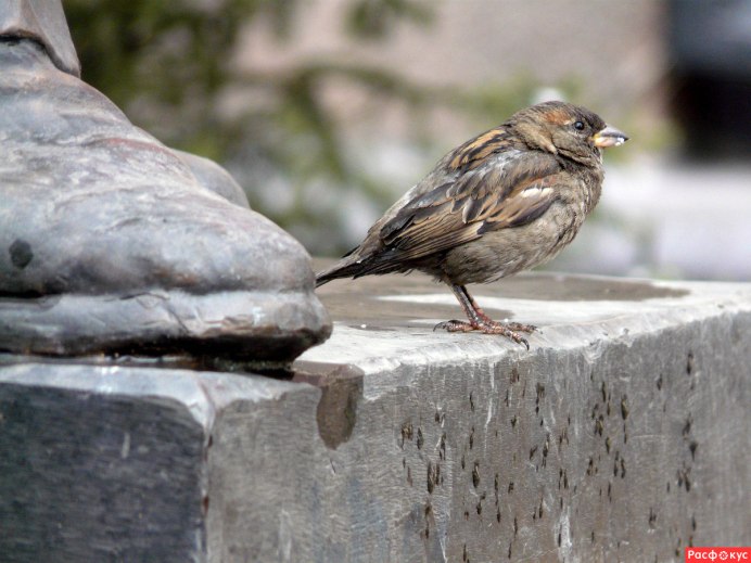 Полевой Воробей