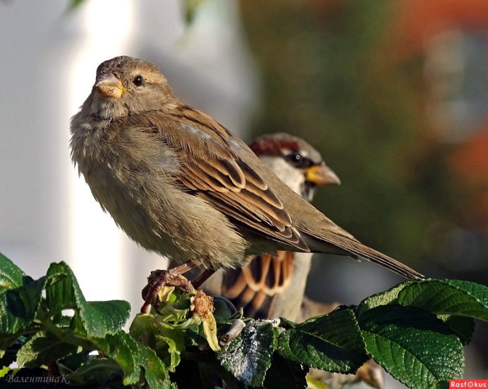 Воробьи клюют крошки