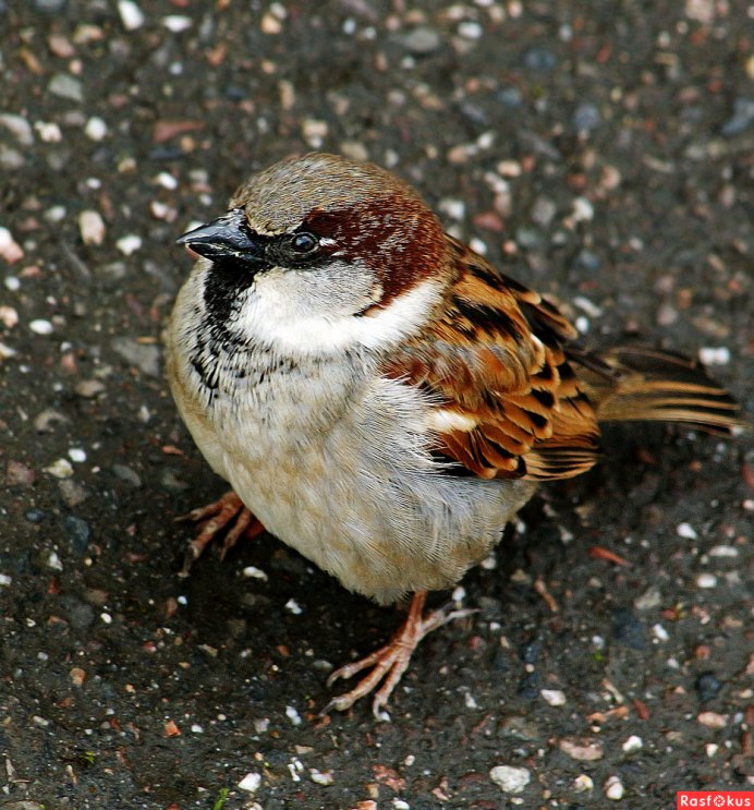 Лапы воробья