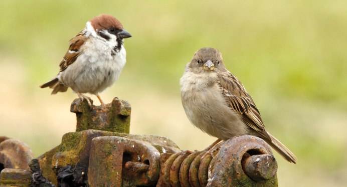 Поджарый Воробей