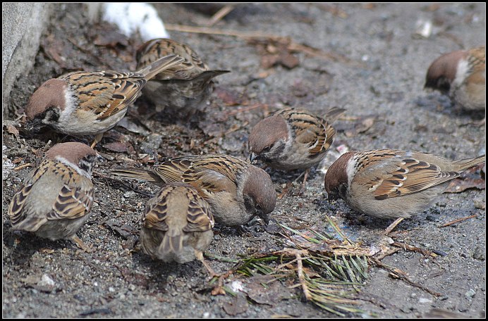 Среднеазиатский домовый Воробей