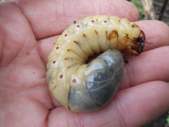 Zophobas Morio