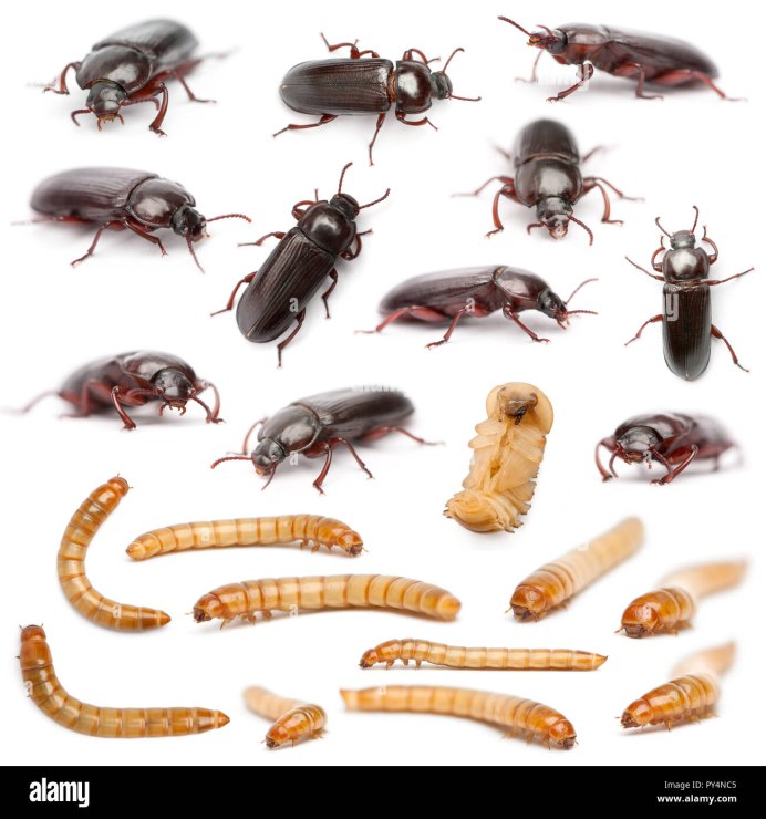 Личинка мучного хруща (Tenebrio Molitor)