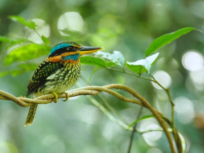 Grey Kingfisher