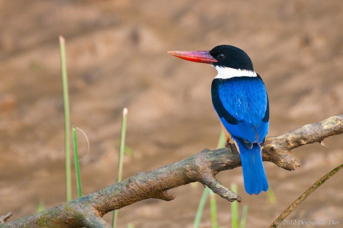 Yellow billed Kingfisher