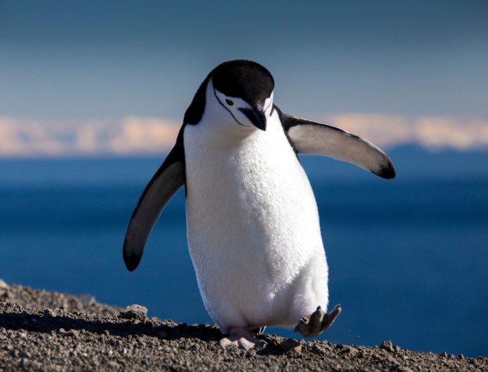 Королевский Пингвин в Антарктиде