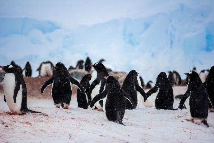 Королевский Пингвин в Антарктиде
