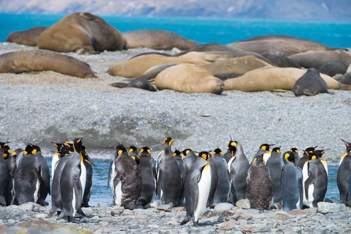 Императорский Пингвин в Антарктиде