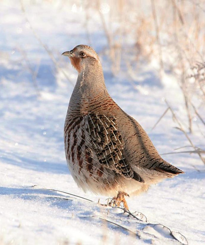 Серая куропатка (Perdix Perdix)