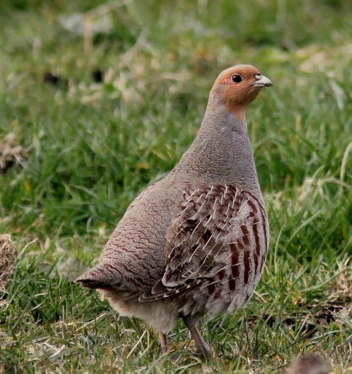 Серая куропатка (Perdix Perdix)
