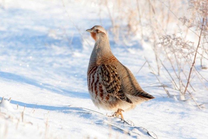 Серая куропатка (Perdix Perdix)
