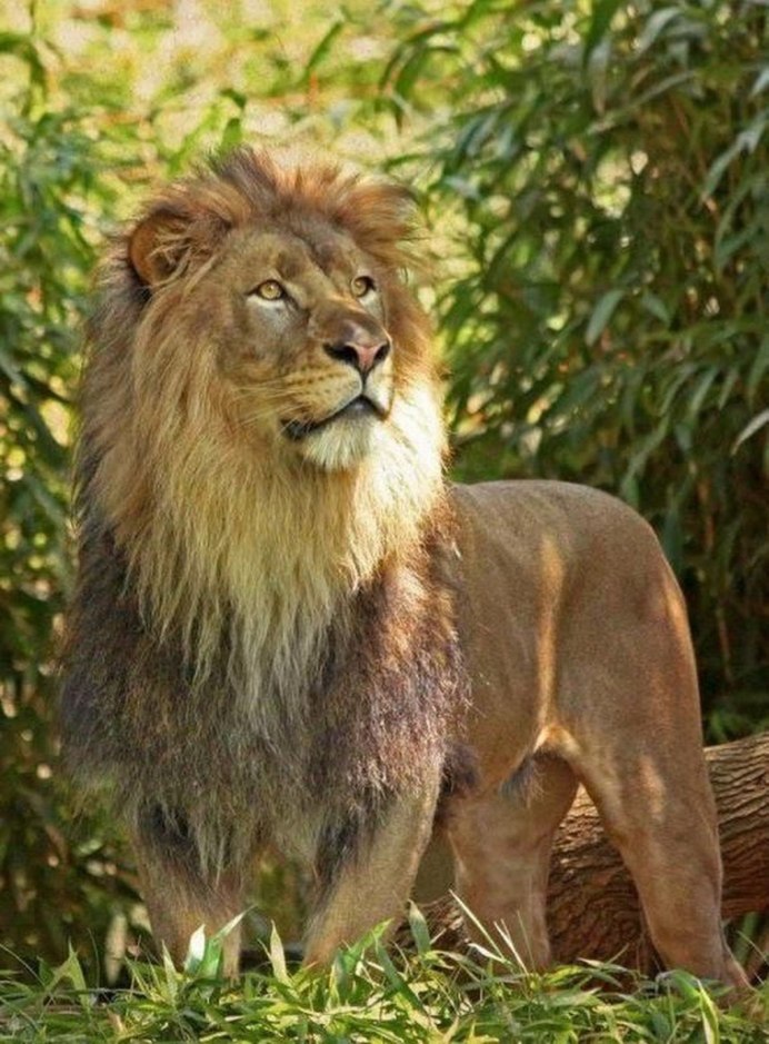 Panthera Leo persica
