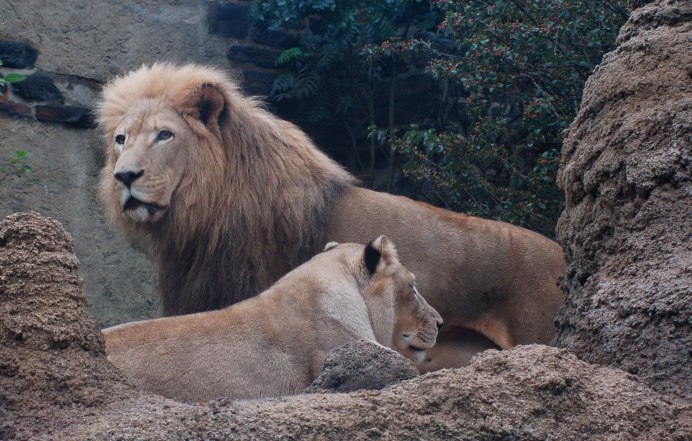 Лев (Panthera Leo)