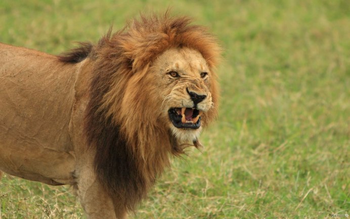 Panthera Leo melanochaita