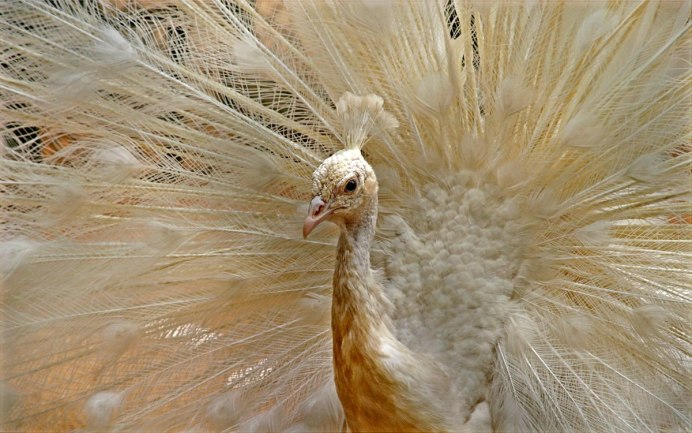 Белый Воробей альбинос