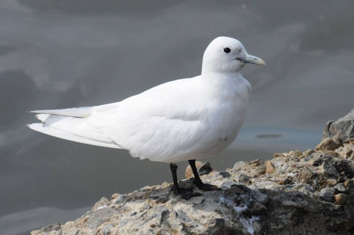 Белая птица в полете