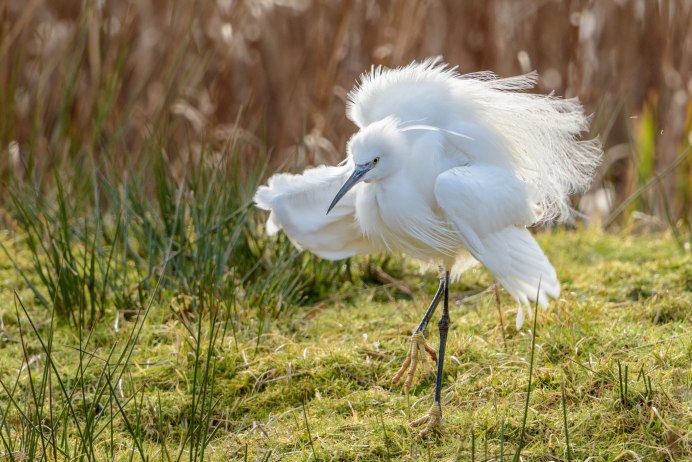 Белая синица длиннохвостая