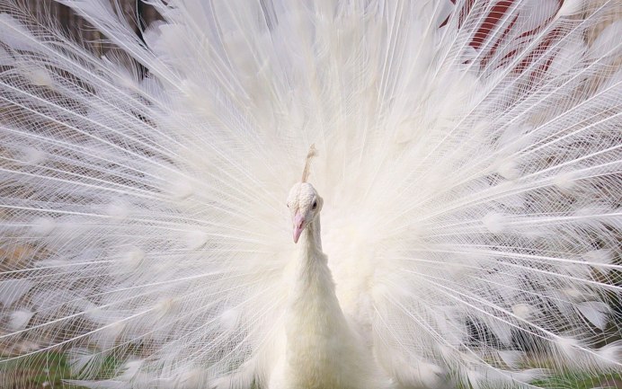 ДЛИННОХВОСТАТАЯ синица